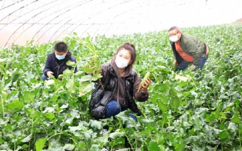 天津沙窝萝卜开拔！