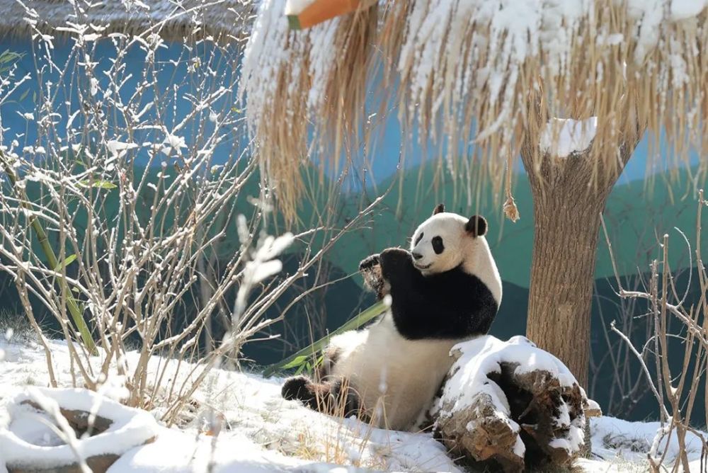 ＠所有人，约起，一块去玩雪！