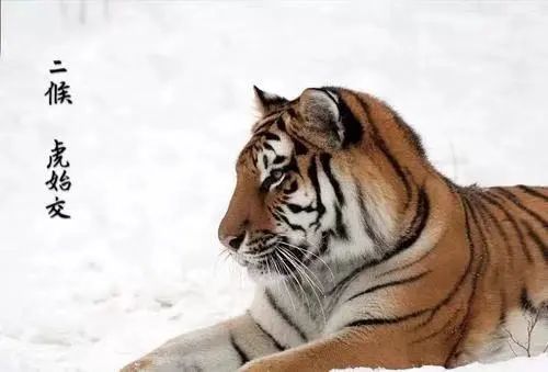 今日大雪！这些“长寿”食材一定要吃！