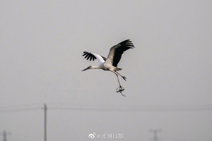 天津护鸟志愿者王建民：看到东方白鹳顺利南飞 我喜极而泣