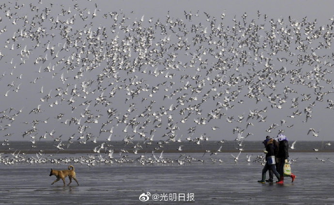 天津护鸟志愿者王建民：看到东方白鹳顺利南飞 我喜极而泣