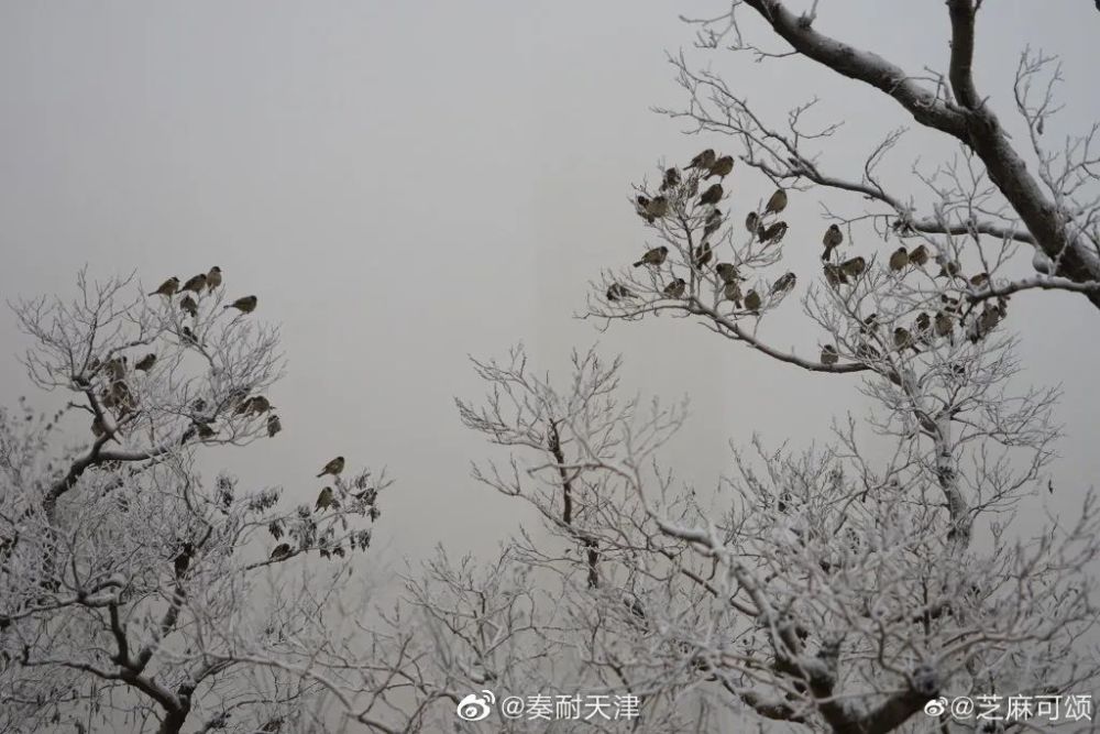 亦雪亦霜？天津下的其实是……