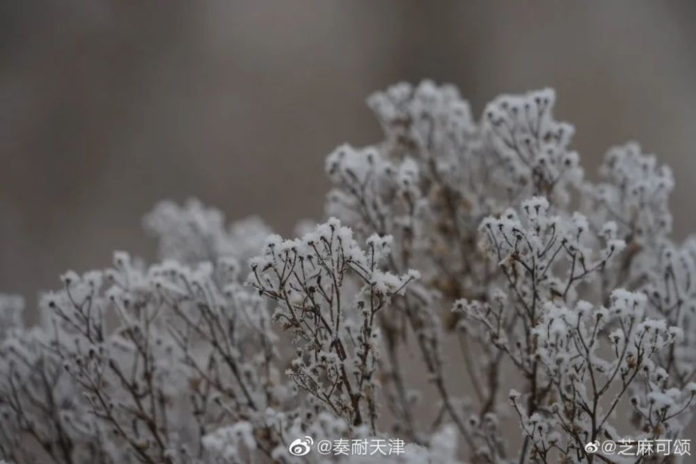 亦雪亦霜？天津下的其实是……