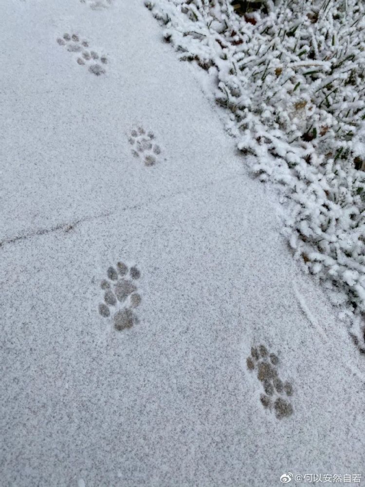 亦雪亦霜？天津下的其实是……