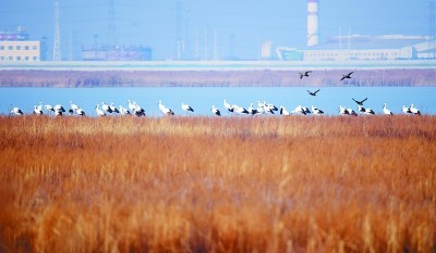 七里海，津东60里的候鸟驿站