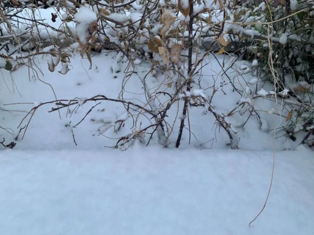 “雪姑娘”如约而至！滨海新区发布道路结冰黄色预警