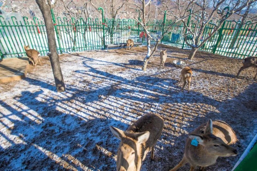 赏雪～滑雪～玩雪！蓟州这处冰雪王国即将亮相！