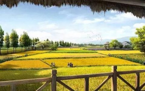 天津津南区小站稻旅游收入60万元