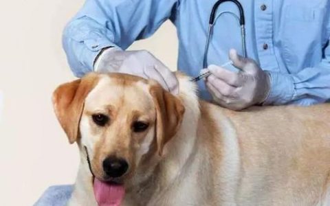家中养犬的小伙伴注意啦！天津158家狂犬病免疫点在这里！