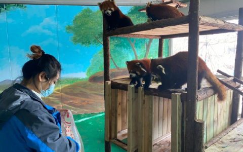 萌翻了！10只小熊猫“安家”生态城