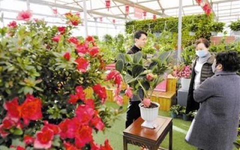 泰达园艺第九届年宵花展 免费参观