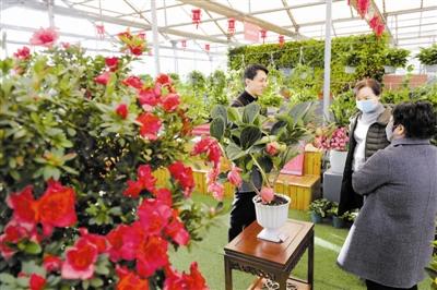 泰达园艺第九届年宵花展 免费参观