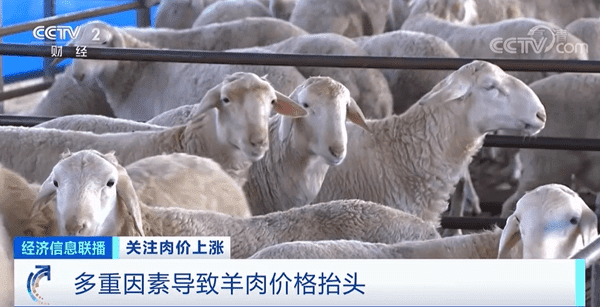 肉价上涨!“牛魔王”“羊贵妃”“猪坚强”都来了 啥原因?