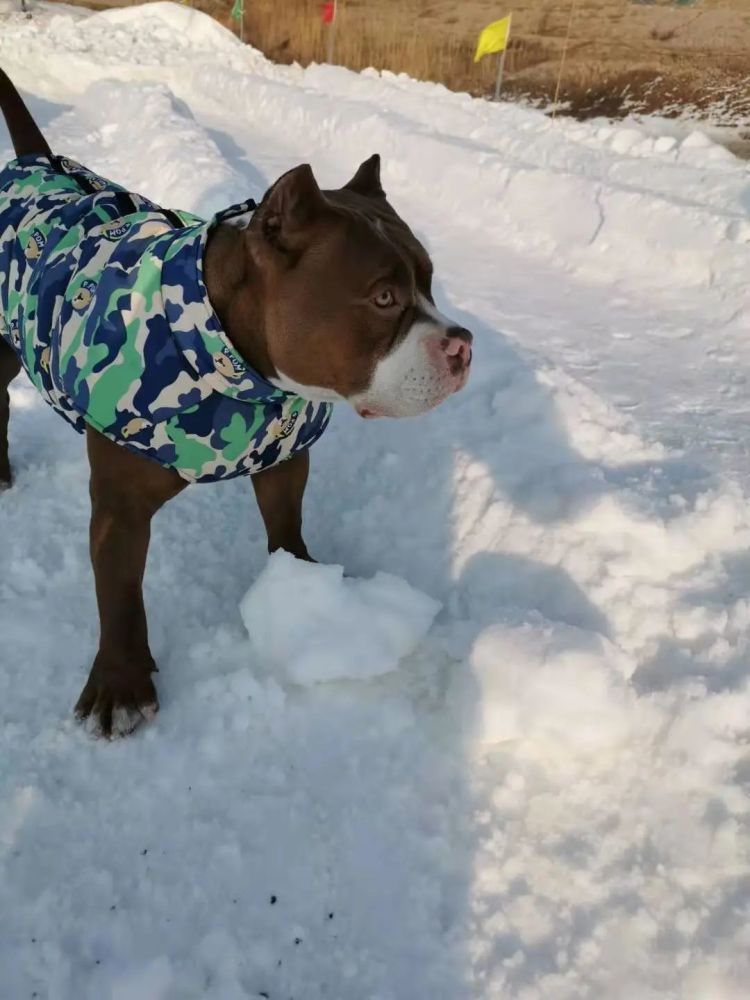 放假喽！“神兽们”来西青坐雪橇 游冰雪世界吧......