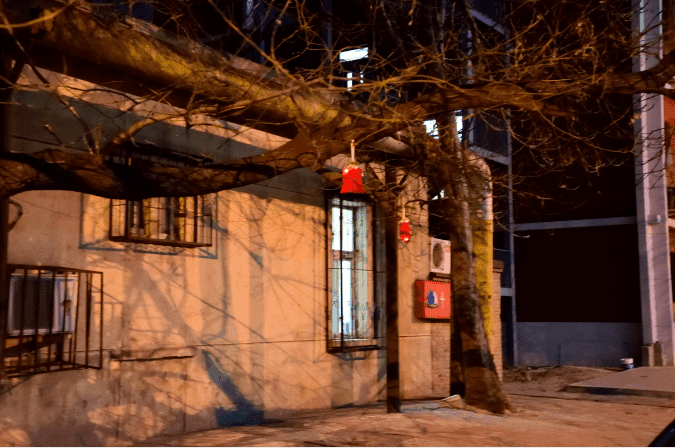 天津大学的自行车、树梢上 “长” 出了一份冬日礼物！你收到了吗？