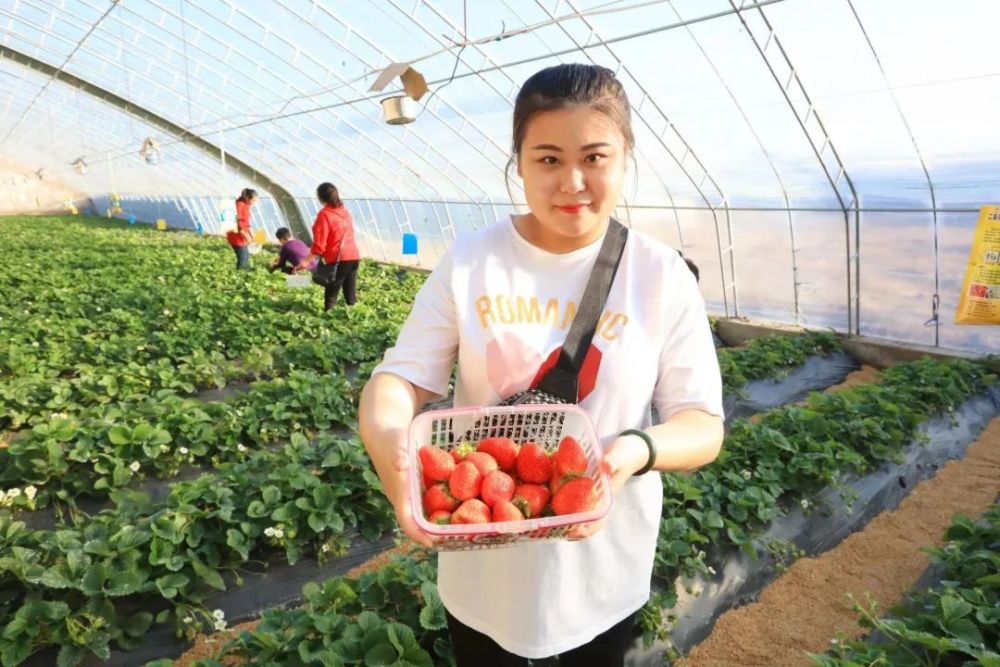 莫负冬日好时光 天津西青草莓采摘正当时