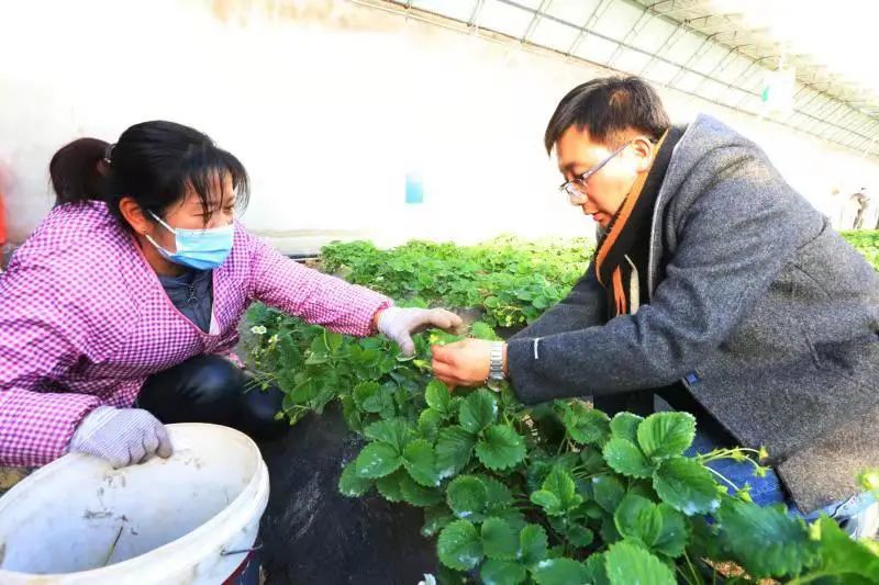 莫负冬日好时光 天津西青草莓采摘正当时