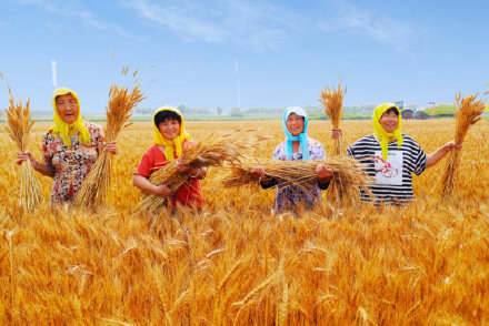 天津：发展现代化都市农业，粮食产量连创新高，五年均达200万吨以上