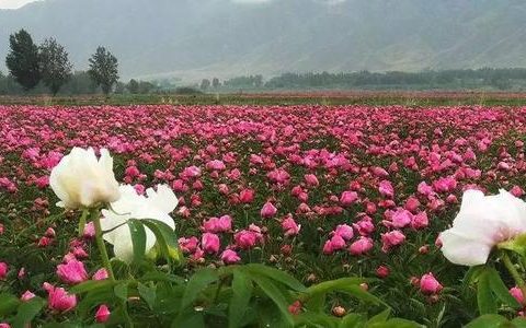 天津蓟州区年生产芍药鲜切花800万支打造北方鲜切花种植基地
