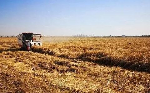 天津今年小站稻种植面积100万亩 10个涉农区全种小站稻