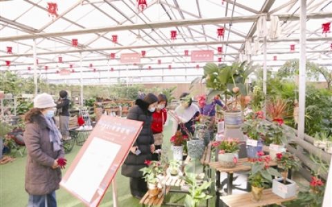 天津泰达年宵花展开幕 市民可免费参观
