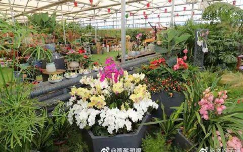 天津泰达园艺2021年宵花市元旦开幕
