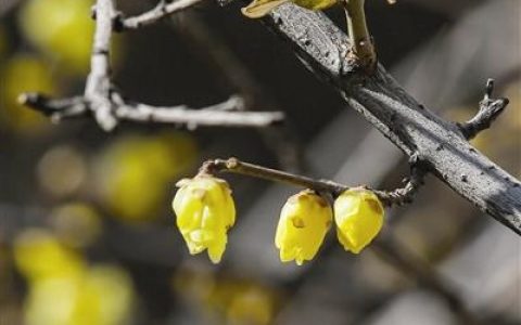 津城今日最高气温21.2℃ 破纪录！