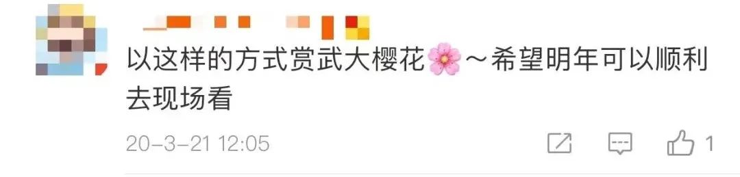 武汉樱花，开了！