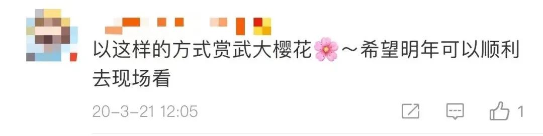 武汉樱花，开了！