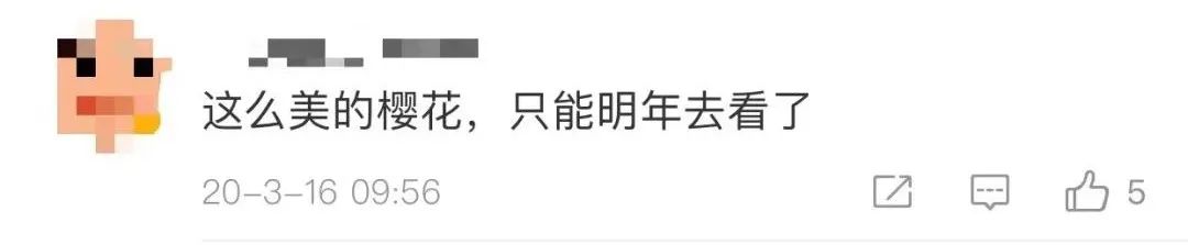 武汉樱花，开了！