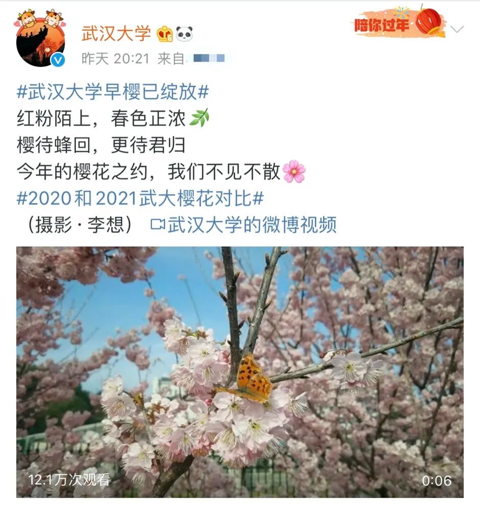 武汉樱花，开了！