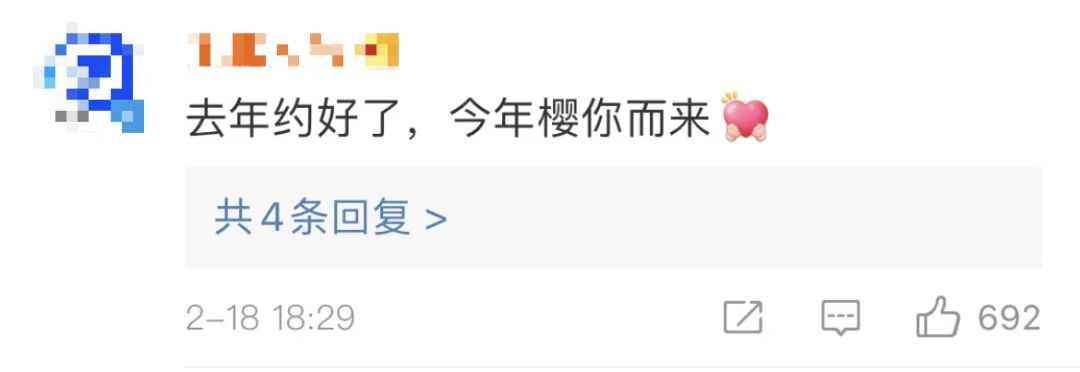 武汉樱花，开了！