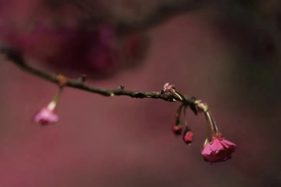武汉樱花，开了！
