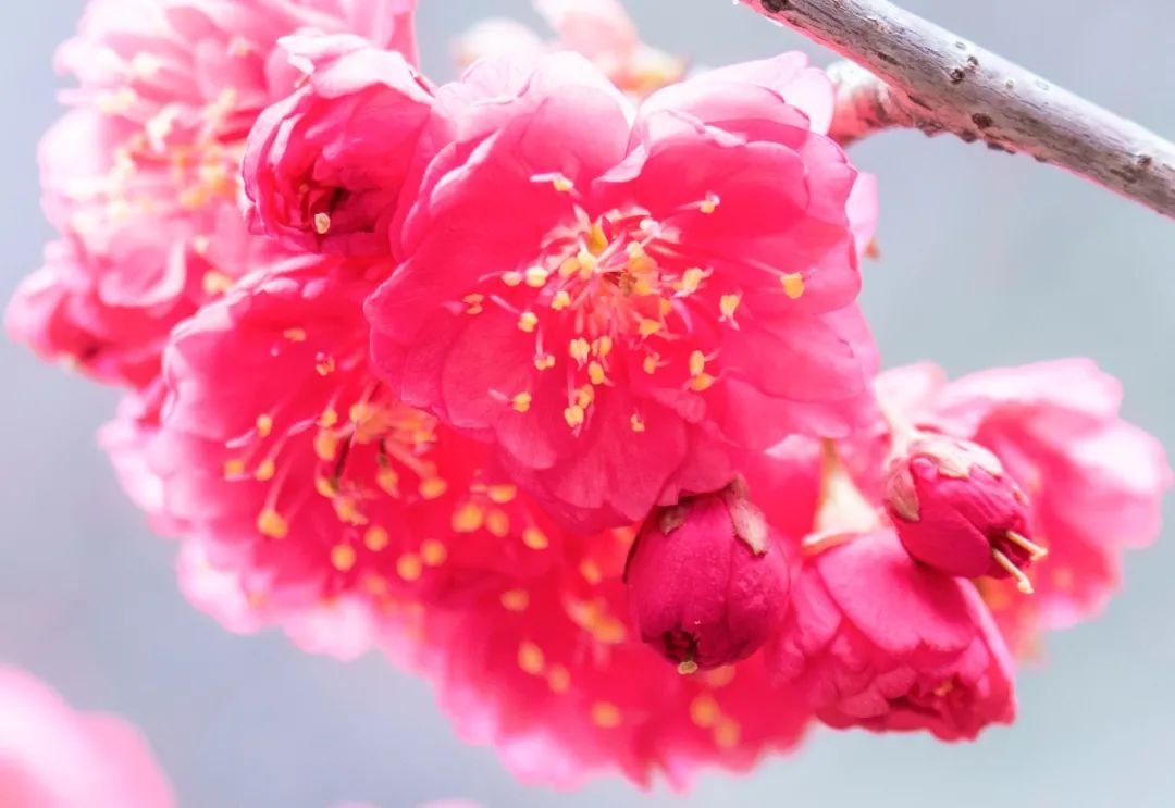 武汉樱花，开了！