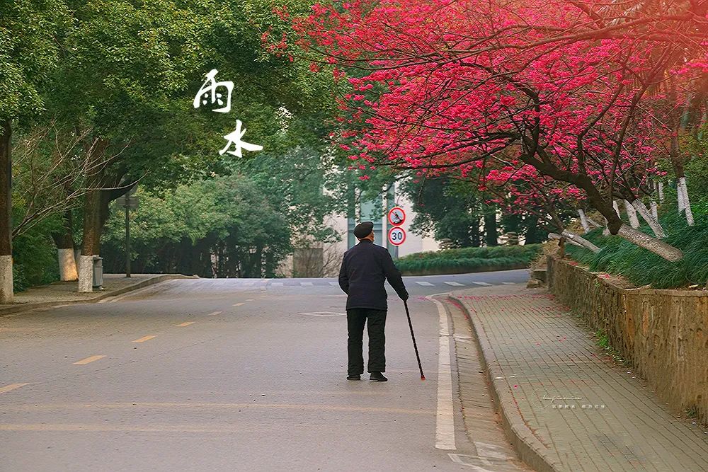 武汉樱花，开了！