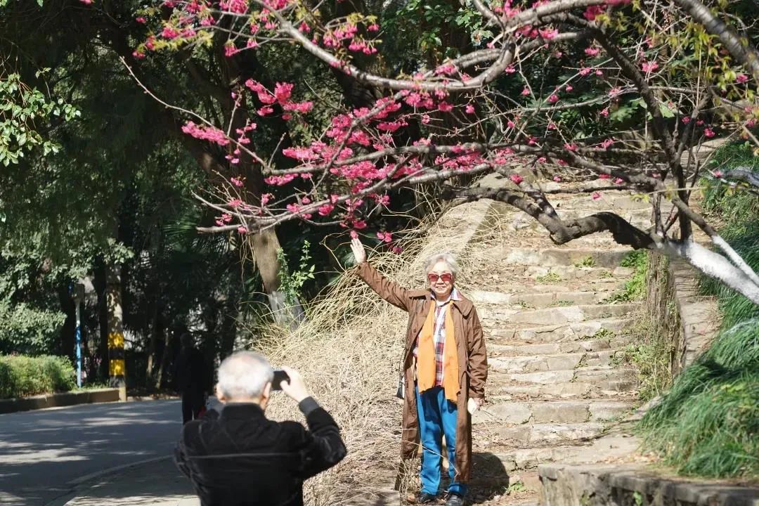 武汉樱花，开了！