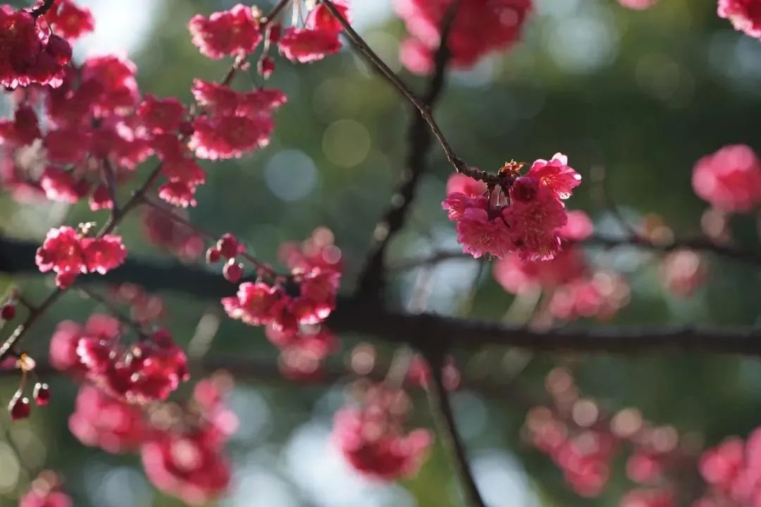 武汉樱花，开了！