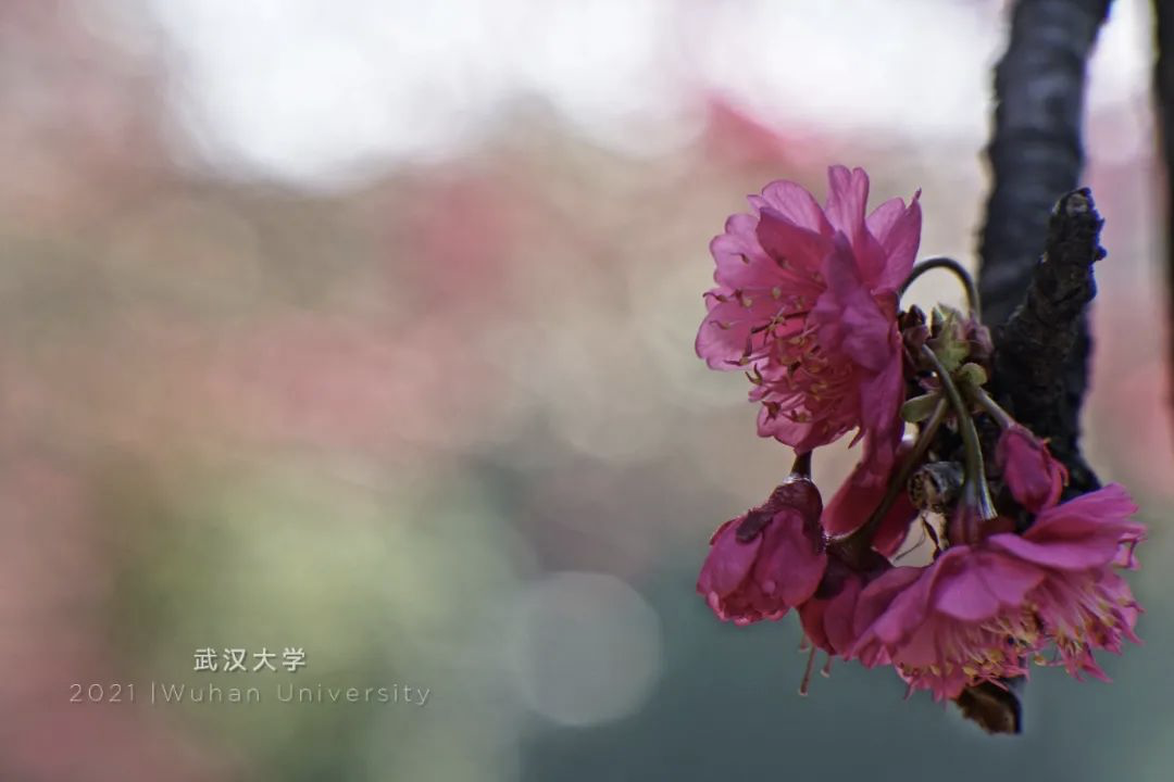 武汉樱花，开了！