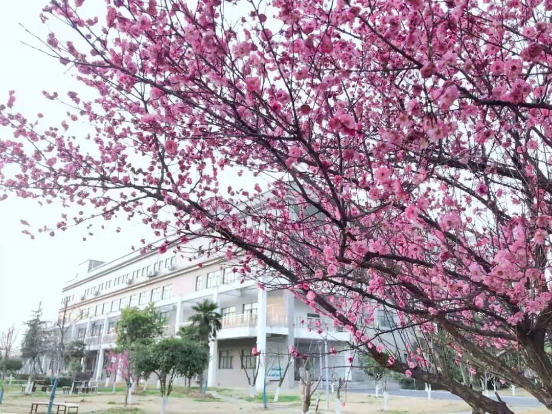 武汉樱花，开了！
