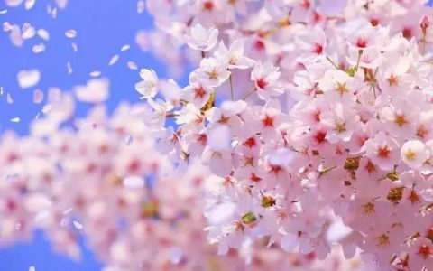 开春啦！津城第一波花开了，赏花的走起!