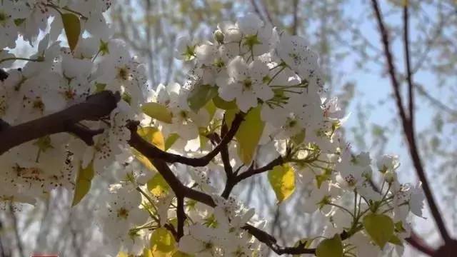 开春啦！津城第一波花开了，赏花的走起!