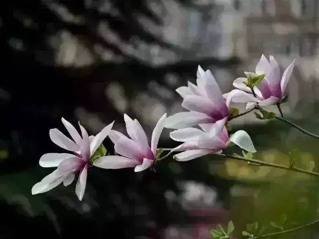 开春啦！津城第一波花开了，赏花的走起!