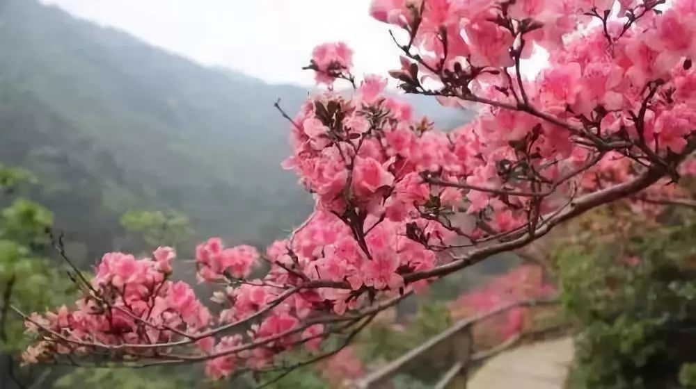 开春啦！津城第一波花开了，赏花的走起!