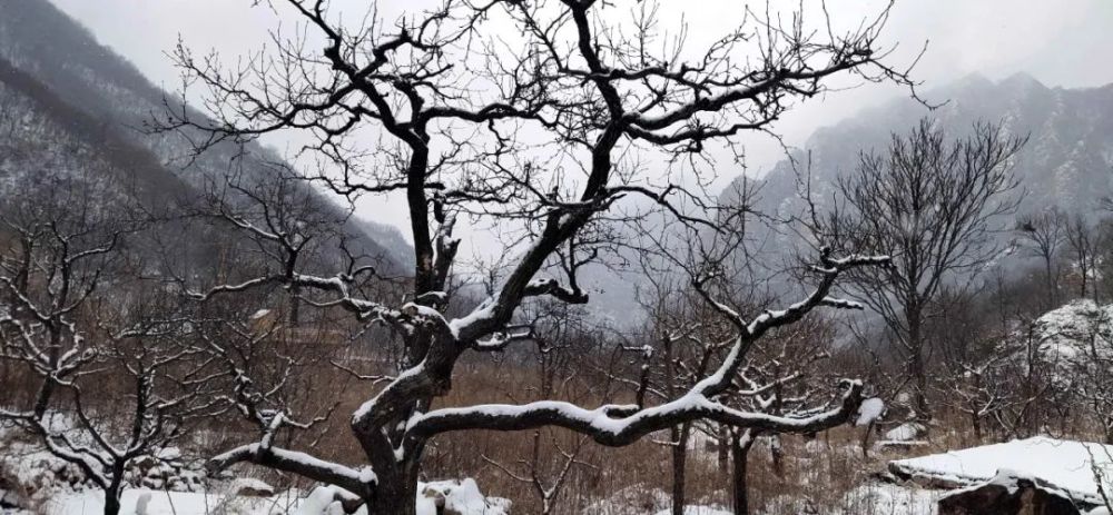 牛年的第一场雪,唤醒了蓟州“梨木台”