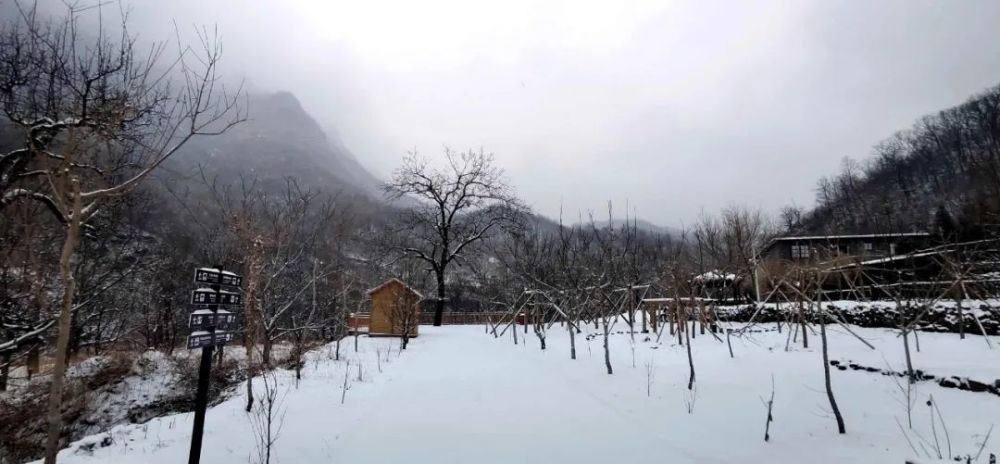 牛年的第一场雪，唤醒了蓟州“梨木台”