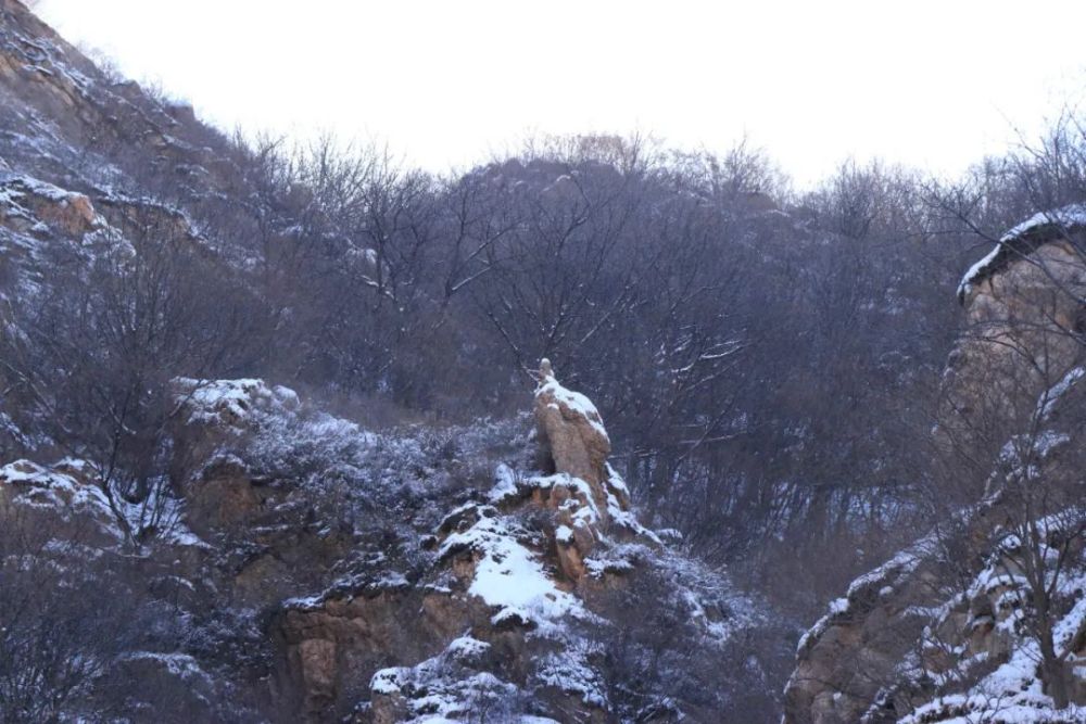 牛年的第一场雪,唤醒了蓟州“梨木台”