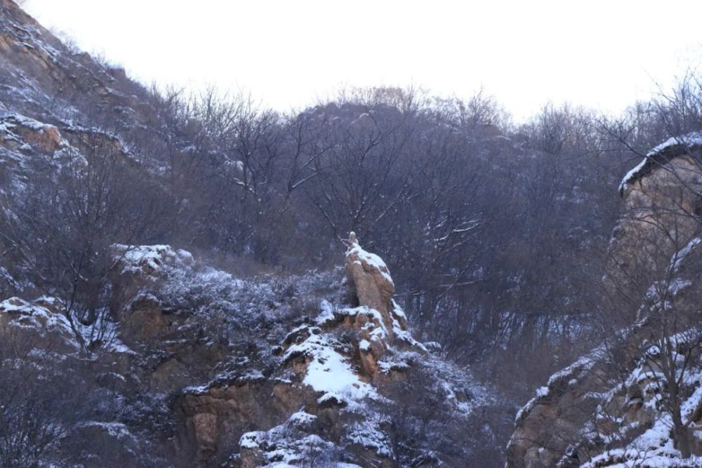 牛年的第一场雪，唤醒了蓟州“梨木台”