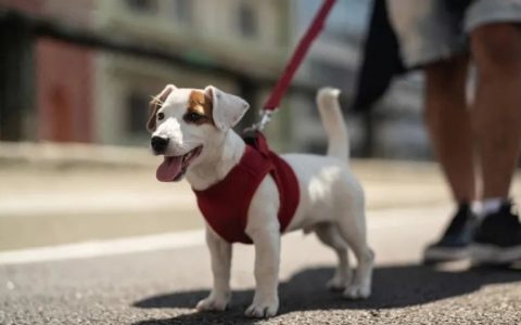 天津养犬人遛狗请注意！不栓绳将违反这项法规