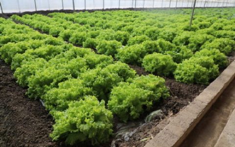 天津:设施蔬菜反季节生产有保障 春节“菜篮子”供应足