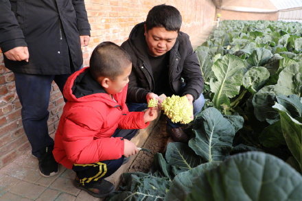 天津:设施蔬菜反季节生产有保障 春节“菜篮子”供应足